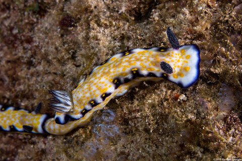 Hypselodoris imperialis (Imperial Nudibranch)