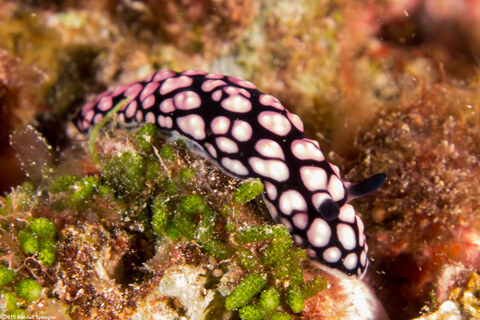 Phyllidiella pustulosa (Pustulose Phyllidia)