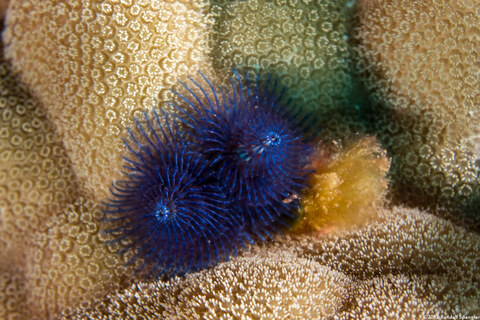 Spirobranchus sp.1 (Christmas Tree Worm)