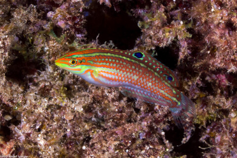 Halichoeres ornatissimus (Ornate Wrasse)