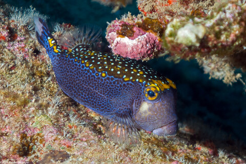 Ostracion meleagris (Spotted Boxfish)