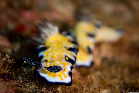 Hypselodoris imperialis (Imperial Nudibranch)