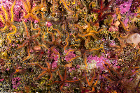 Ophiothrix spiculata (Spiny Brittle Star)
