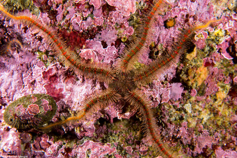 Ophiothrix spiculata (Spiny Brittle Star)