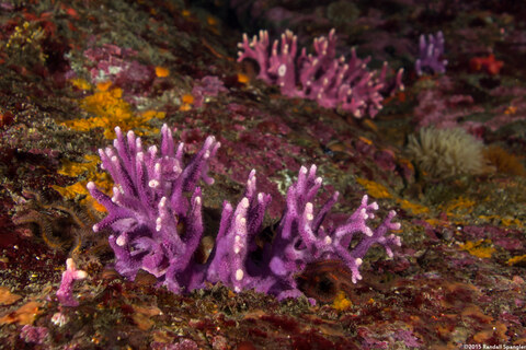 Stylaster californicus (California Hydrocoral)