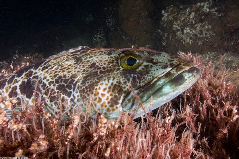 Ophiodon elongatus (Lingcod)