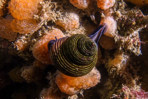 Calliostoma ligatum (Blue Top Snail)