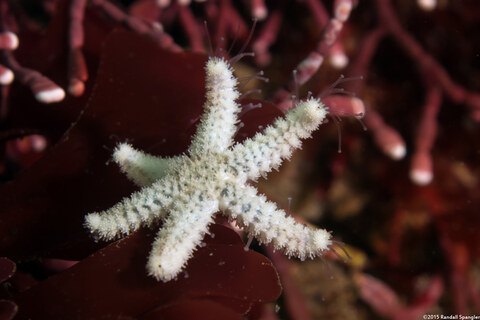 Album cover photo for Point Lobos - May 2015