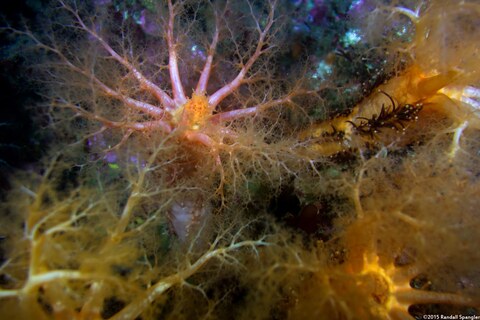 Album cover photo for San Carlos Beach - June 2015 (night)