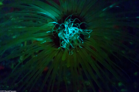 Pachycerianthus fimbriatus (Tube-Dwelling Anemone)