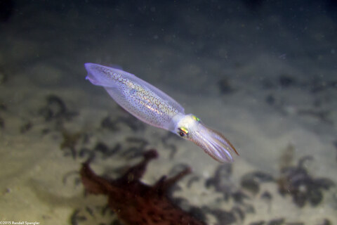 Doryteuthis opalescens (Market Squid)