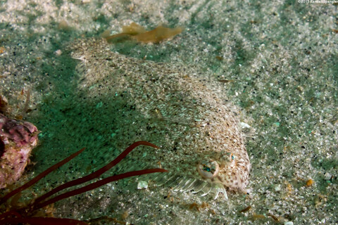 Citharichthys stigmaeus (Speckled Sanddab)
