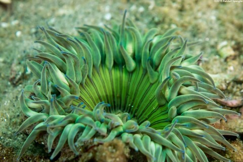 Anthopleura sola (Sunburst Anemone)