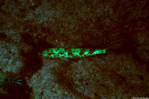 Mulloidichthys flavolineatus (Yellowstripe Goatfish)