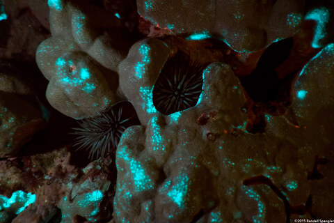 Echinometra mathaei (Rock-Boring Urchin)