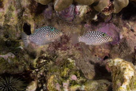 Canthigaster jactator (Hawaiian Whitespotted Toby)