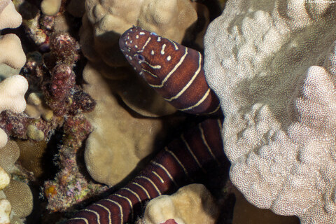 Gymnomuraena zebra (Zebra Moray)