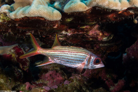 Neoniphon sammara (Spotfin Squirrelfish)