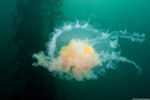 Phacellophora camtschatica (Egg-Yolk Jelly)