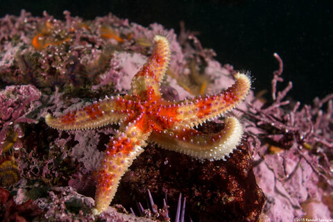 Orthasterias koehleri (Rainbow Star)