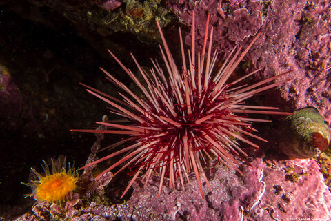 Mesocentrotus franciscanus (Red Sea Urchin)