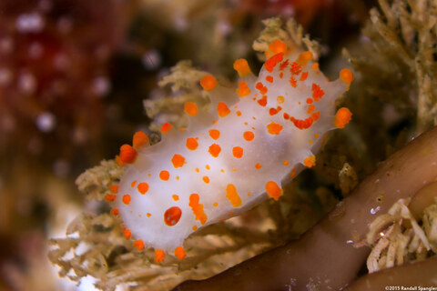 Triopha catalinae (Catalina Triopha)