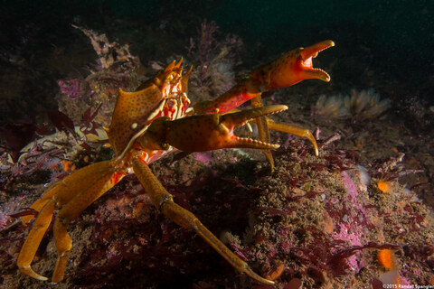 Pugettia producta (Northern Kelp Crab)