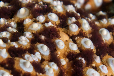 Pisaster giganteus (Giant Spined Star)