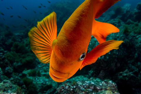 Hypsypops rubicundus (Garibaldi)