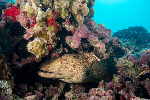 Gymnothorax flavimarginatus (Yellowmargin Moray)