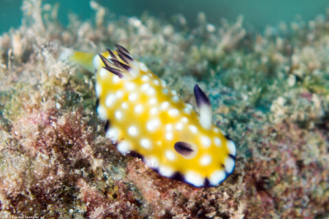 Goniobranchus vibratus (Trembling Nudibranch)