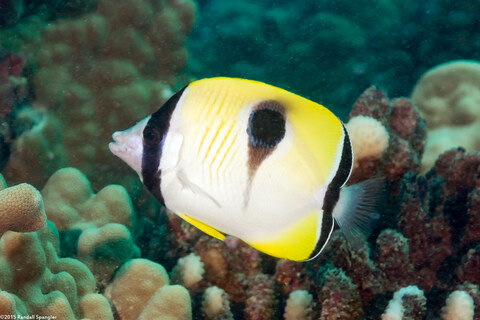 Chaetodon unimaculatus (Teardrop Butterflyfish)