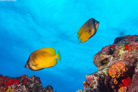 Chaetodon kleinii (Blacklip Butterflyfish)
