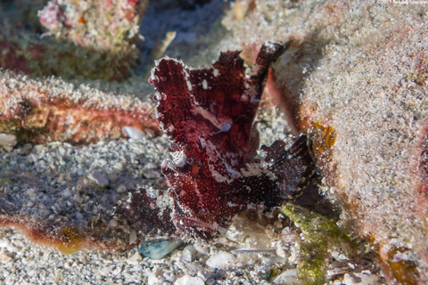 Taenianotus triacanthus (Leaf Scorpionfish)