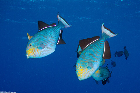 Melichthys niger (Black Triggerfish)