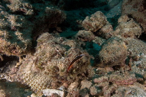 Scorpaenopsis diabolus (Devil Scorpionfish)