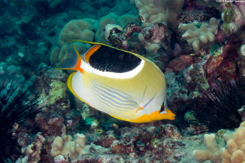 Chaetodon ephippium (Saddled Butterflyfish)