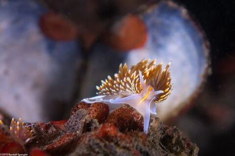 Hermissenda opalescens (Opalescent Nudibranch)