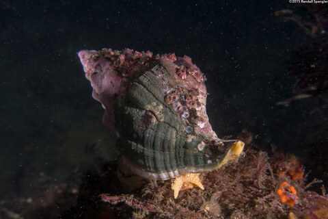 Kelletia kelletii (Kellet's Whelk)