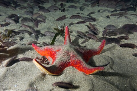 Dendraster excentricus (Sand Dollar)
