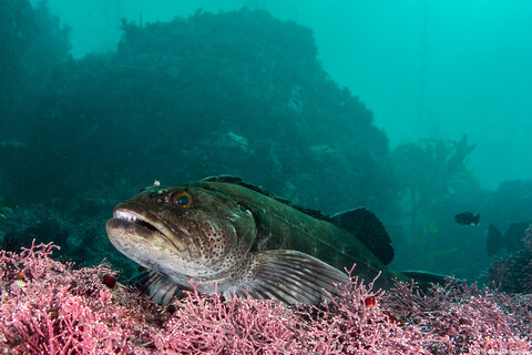 Ophiodon elongatus (Lingcod)