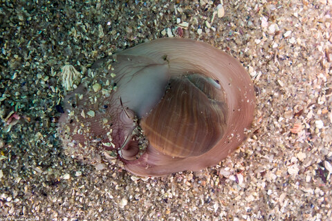 Neverita lewisii (Lewis's Moon Snail)
