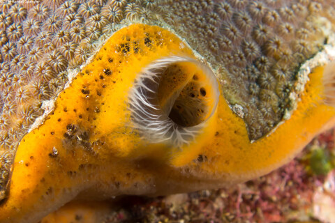 Mycale laevis (Orange Icing Sponge)