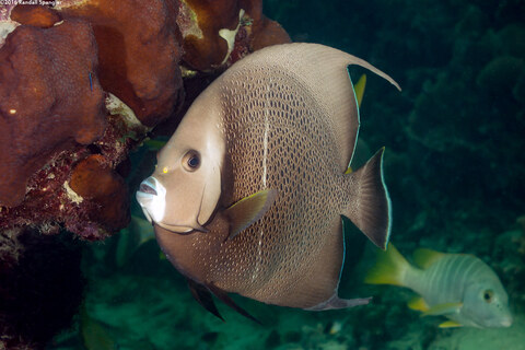 Pomacanthus arcuatus (Gray Angelfish)
