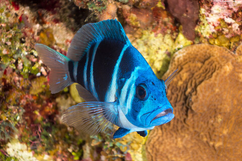 Hypoplectrus indigo (Indigo Hamlet)