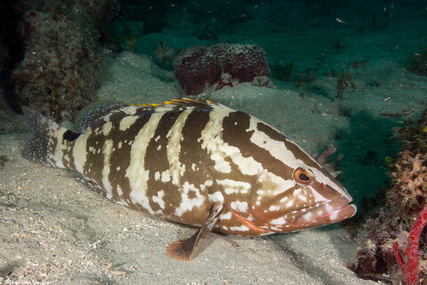 Epinephelus striatus (Nassau Grouper)