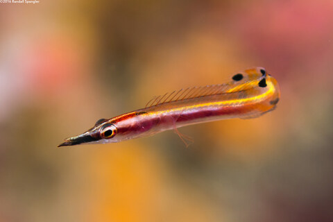 Lucayablennius zingaro (Arrow Blenny)