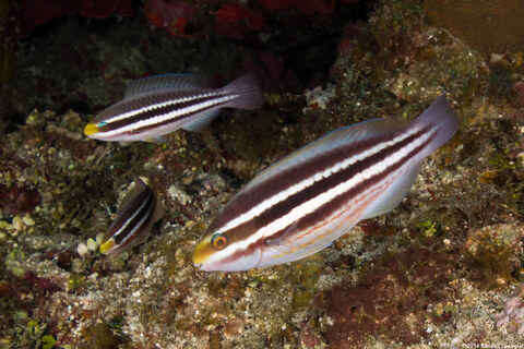 Scarus iseri (Striped Parrotfish)