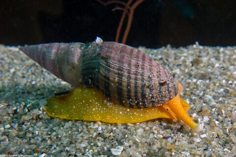 Megasurcula stearnsiana (Stearns' Turrid)