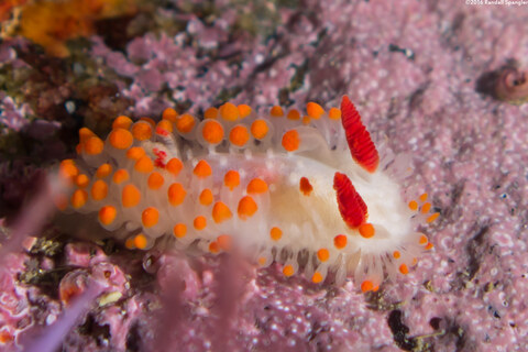 Limacia cockerelli (Cockerell's Dorid)